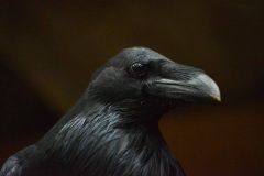 dsc_9699