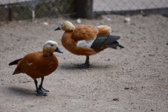 thumbs_DSC_3403