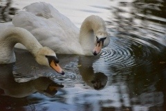thumbs_DSC_3970