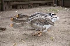 thumbs_DSC_4893